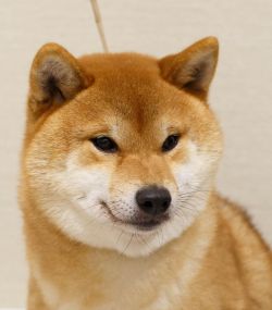 picture of dog