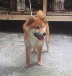 picture of dog