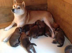 picture of dog