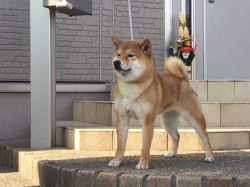 picture of dog