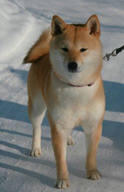 picture of dog