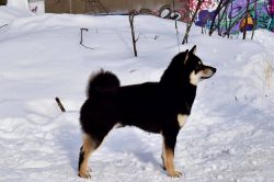 picture of dog