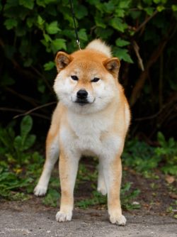 picture of dog