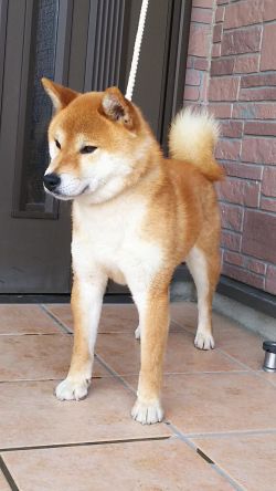 picture of dog