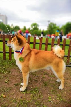 picture of dog