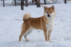 picture of dog