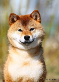 picture of dog