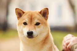 picture of dog