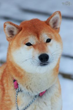 picture of dog