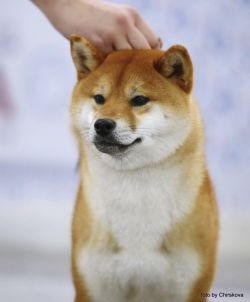 picture of dog
