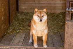 picture of dog