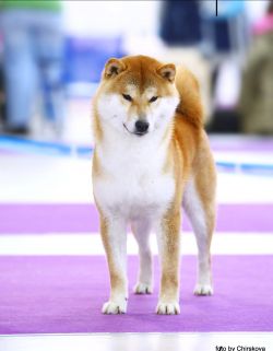picture of dog