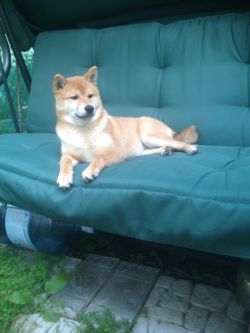 picture of dog