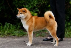 picture of dog