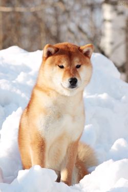 picture of dog