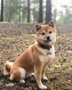 picture of dog