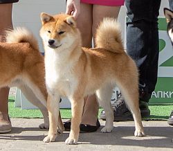 picture of dog