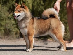picture of dog
