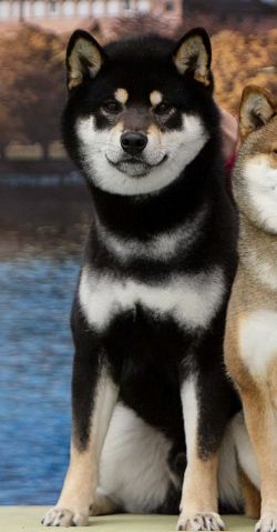 picture of dog