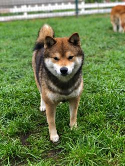 picture of dog