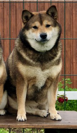 picture of dog