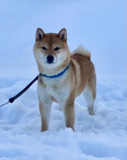picture of dog