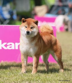 picture of dog