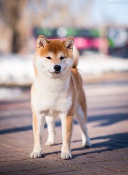 picture of dog
