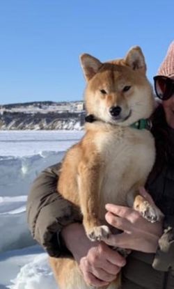 picture of dog