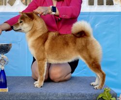 picture of dog