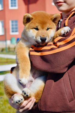 picture of dog