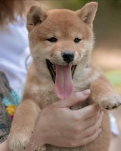 picture of dog