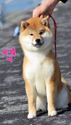 picture of dog
