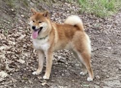 picture of dog