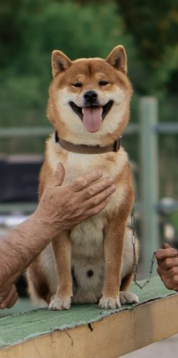 picture of dog
