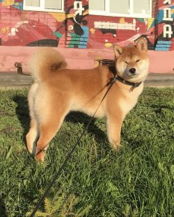 picture of dog