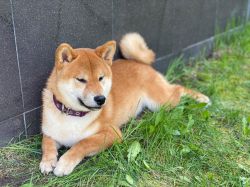 picture of dog