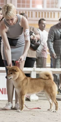picture of dog