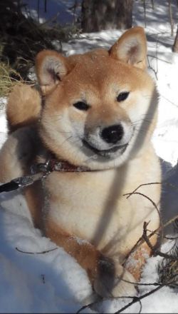 picture of dog