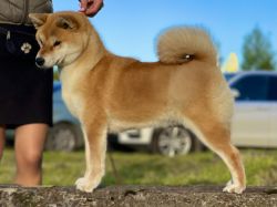 picture of dog