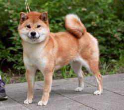 picture of dog