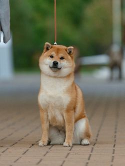 picture of dog