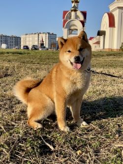picture of dog