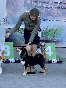 picture of dog