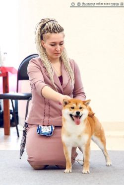 picture of dog