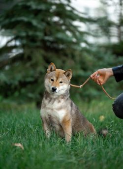 picture of dog