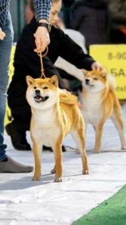 picture of dog