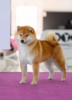 picture of dog