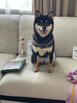 picture of dog