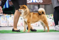 picture of dog